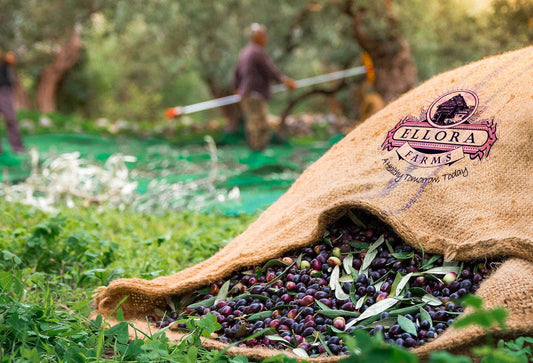The Versatile Koroneiki: A Greek Gem Among Olives - ELLORA FARMS