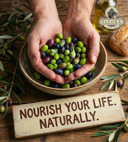 Certified USDA Organic Extra Virgin Olive Oil, Traceable & Single Origin, 16.9 Oz. Tin